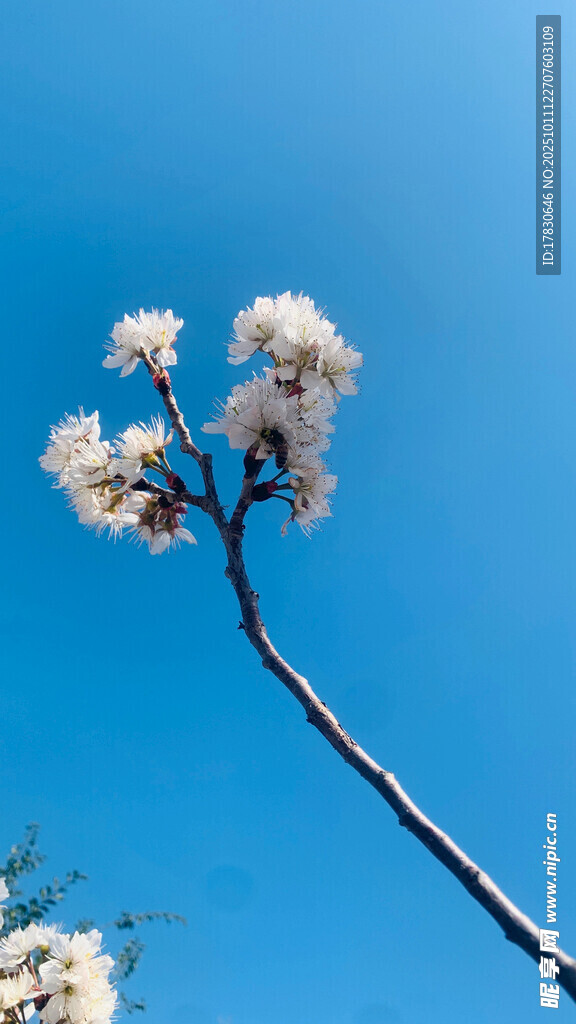 蓝天映衬下的洁白花枝