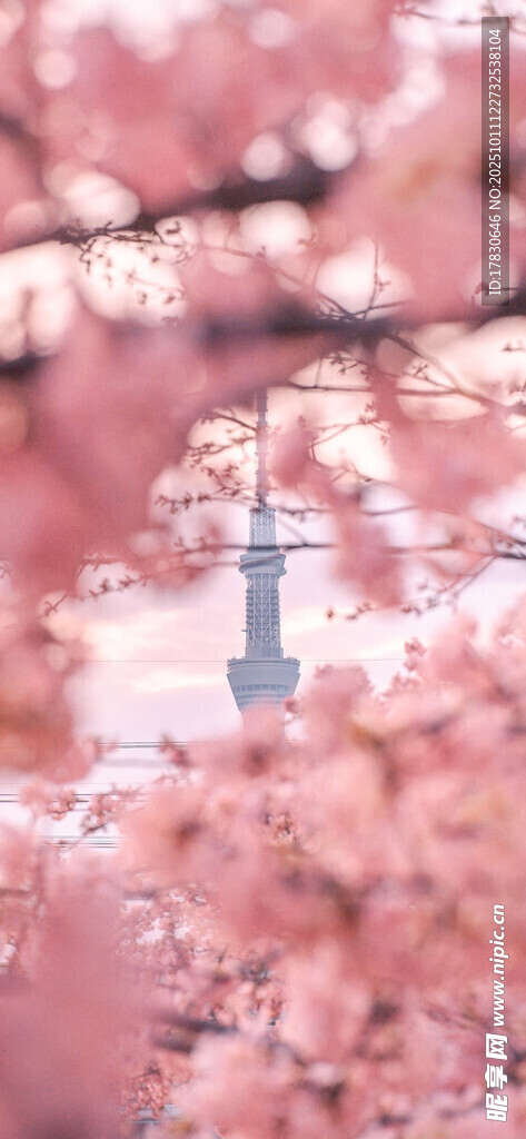 烂漫樱花景