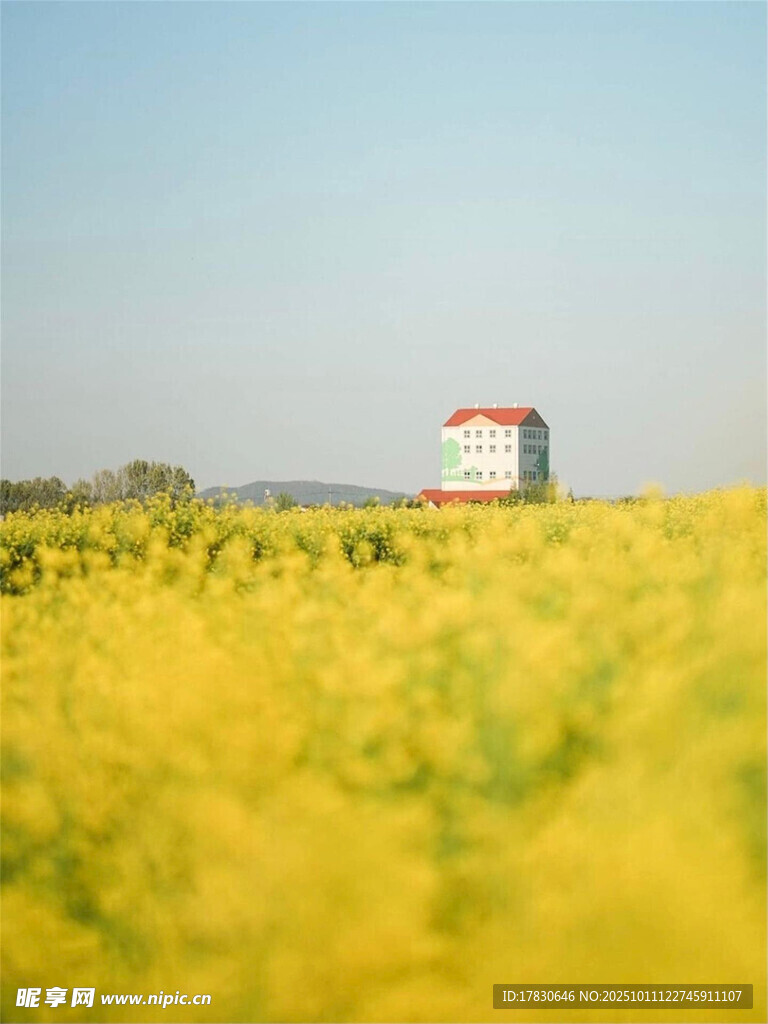 金黄花田中的红顶小屋