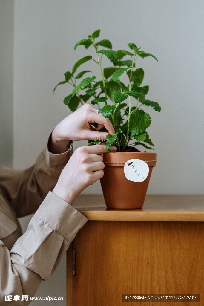 手植绿植于古朴花盆中