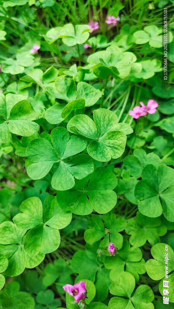 绿叶丛中绽放的粉嫩小花