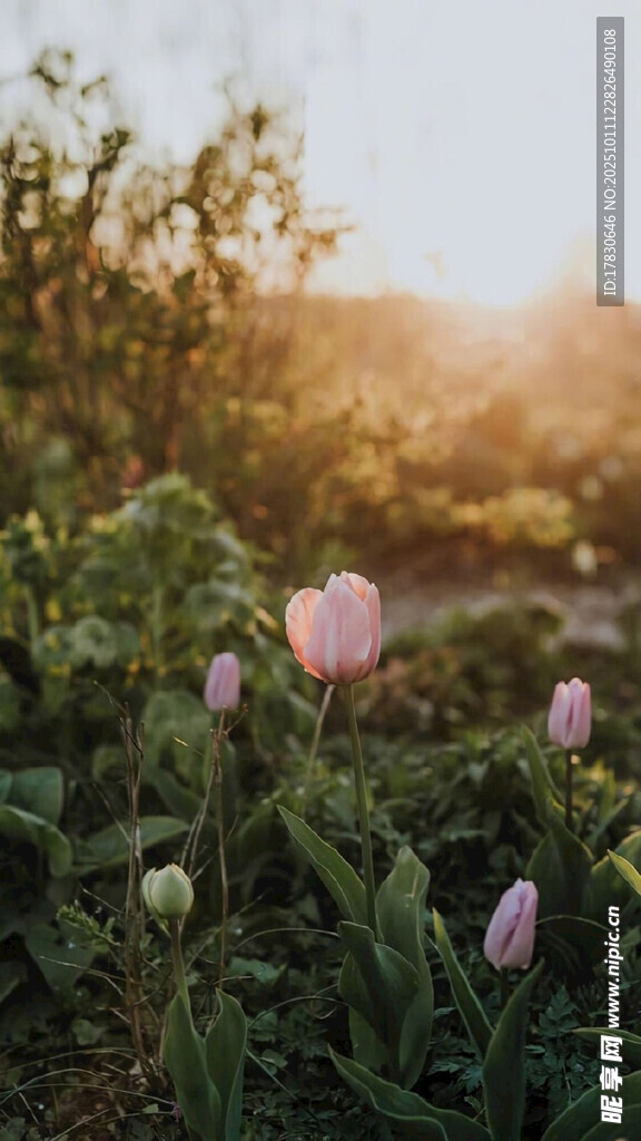 夕阳下的郁金香花田