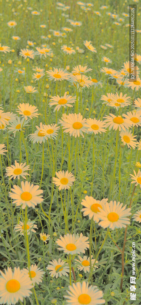 春日黄花烂漫草地