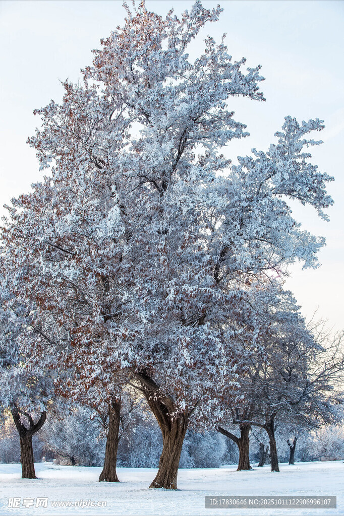 雪覆树木的冬日静谧景象