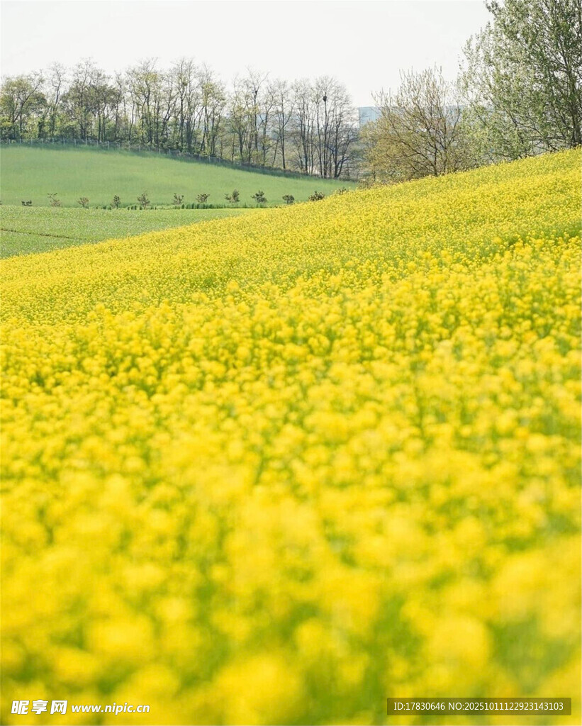 金黄油菜花田的春日美景