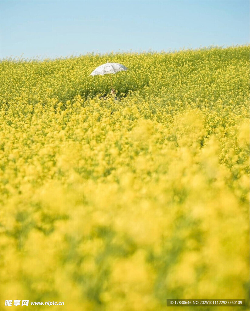 金黄花田中的白色身影