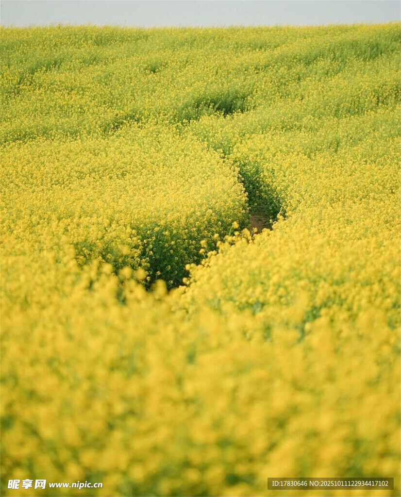 金黄油菜花田中的蜿蜒小径