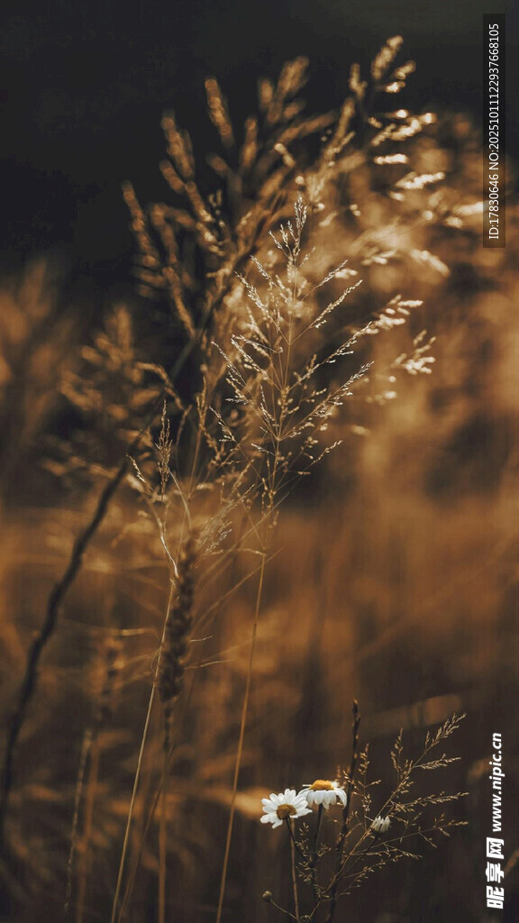夕阳下的金色芦苇