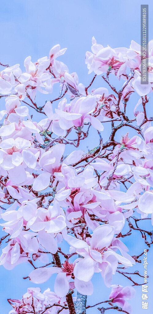 盛开的粉色玉兰花
