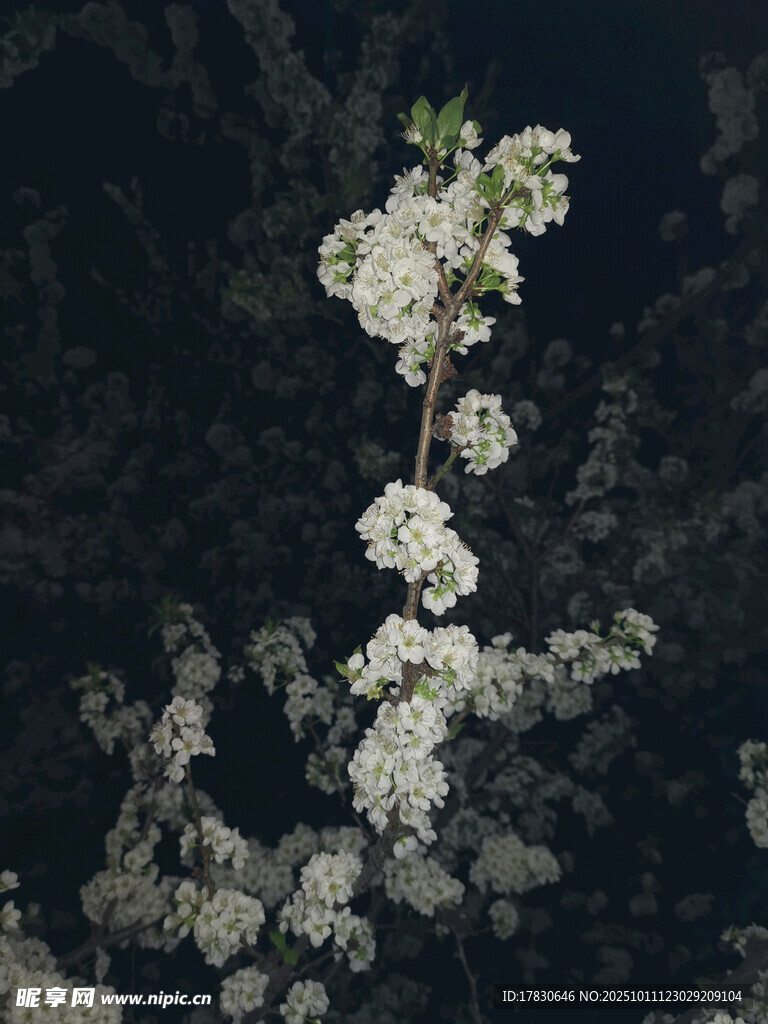 夜下绽放的洁白花枝
