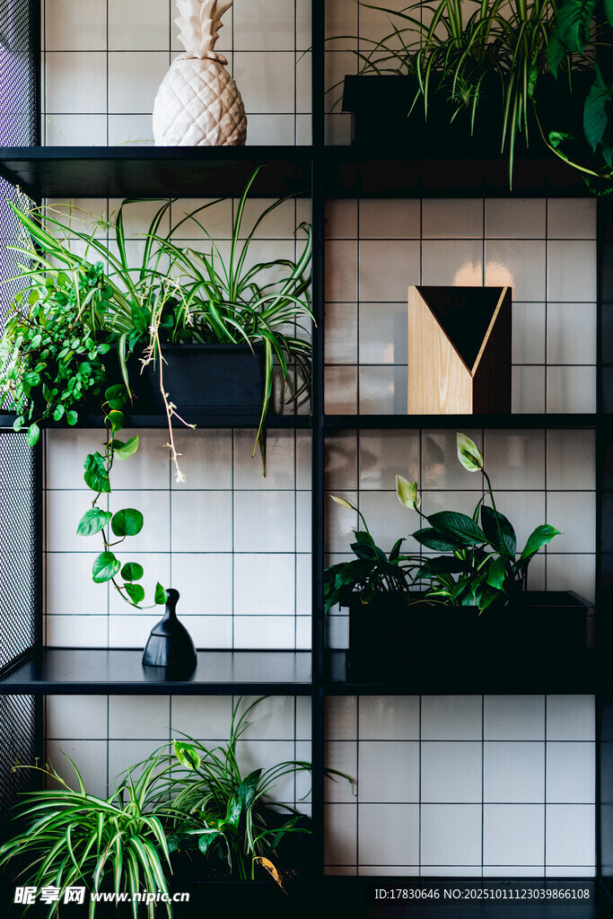 室内绿植装饰架展示
