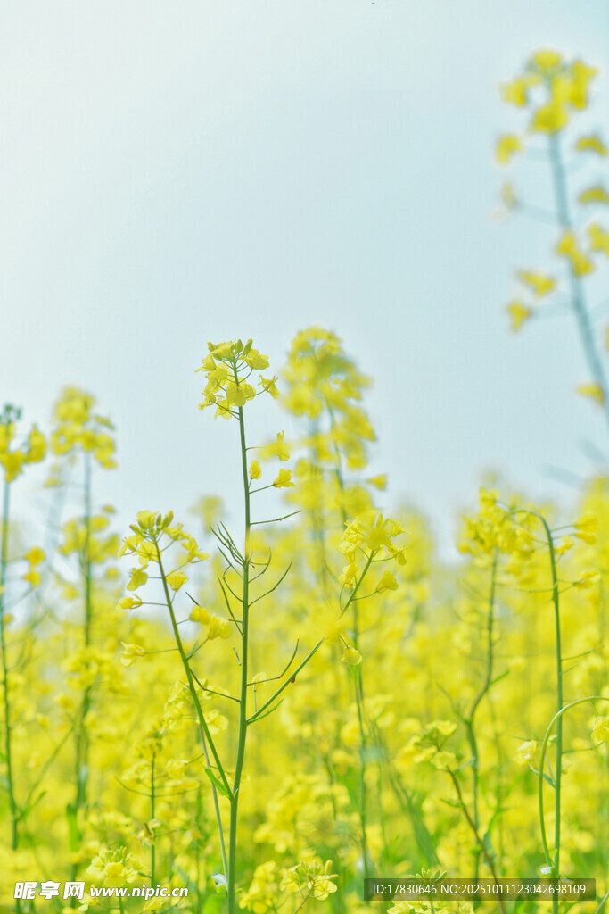 春日油菜花田美景