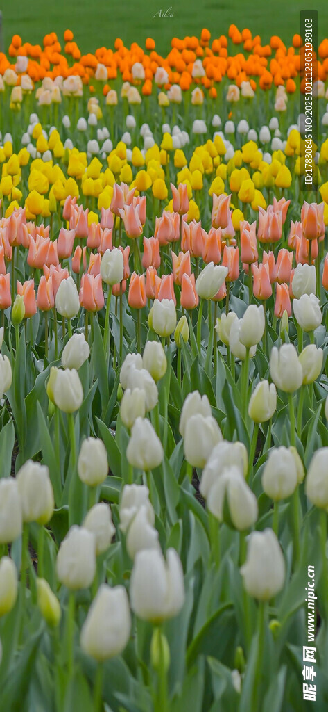 多彩郁金香花海