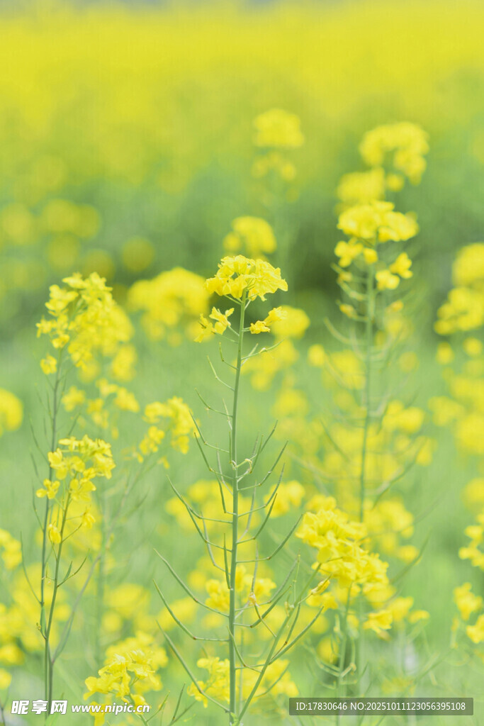 金黄油菜花田的美丽景致