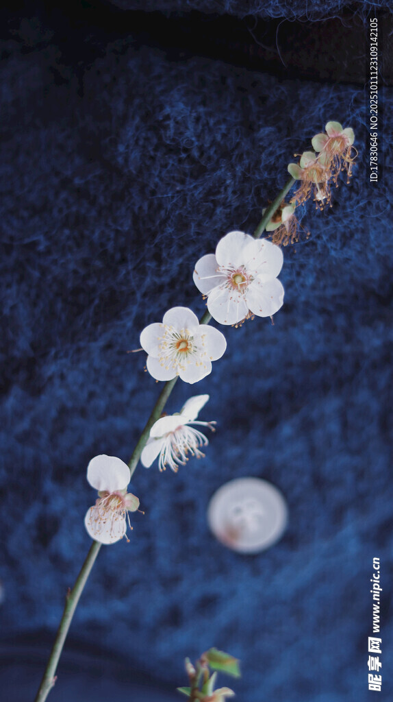 一枝素雅小花