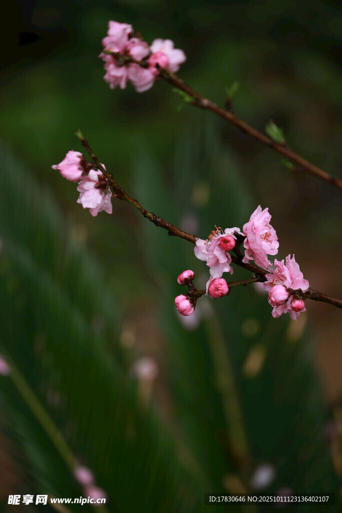 枝头绽放的粉嫩小花