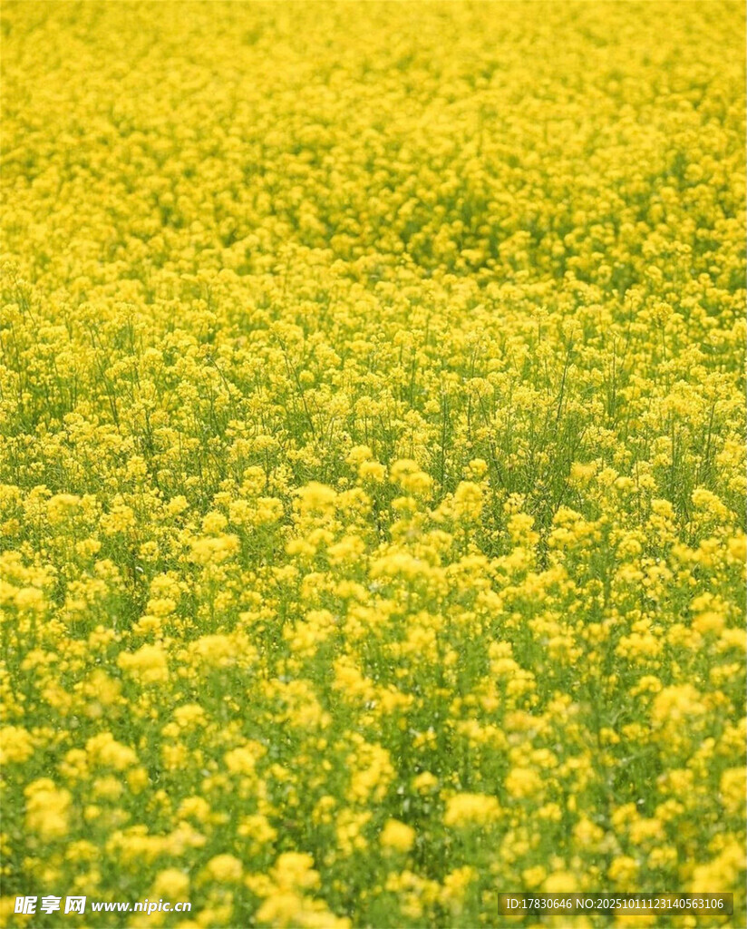 金黄灿烂的油菜花海