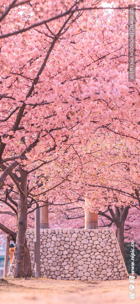 春日烂漫樱花树景