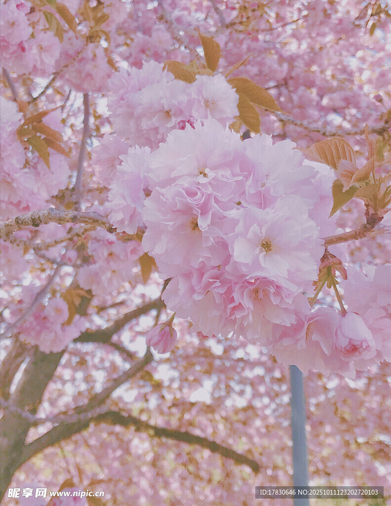 烂漫樱花绽放枝头
