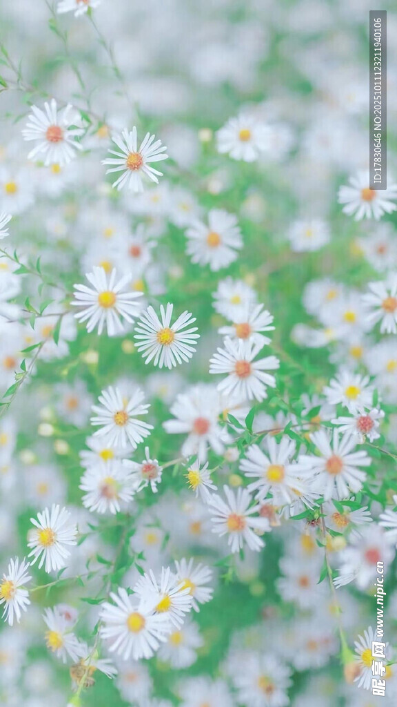 清新小白菊绽放绿意间
