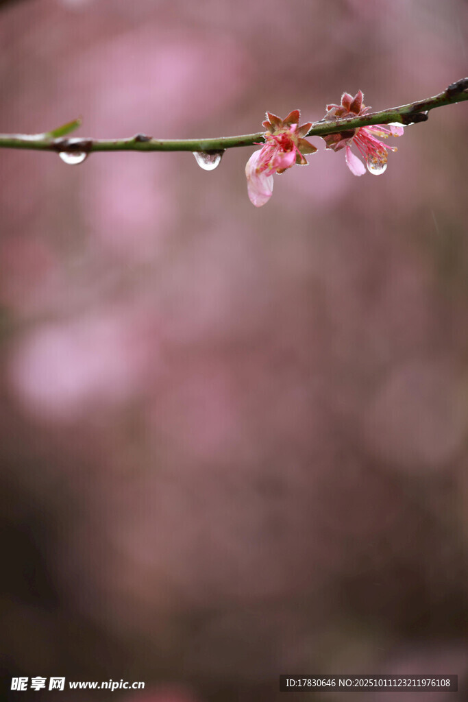 雨中绽放的娇艳桃花