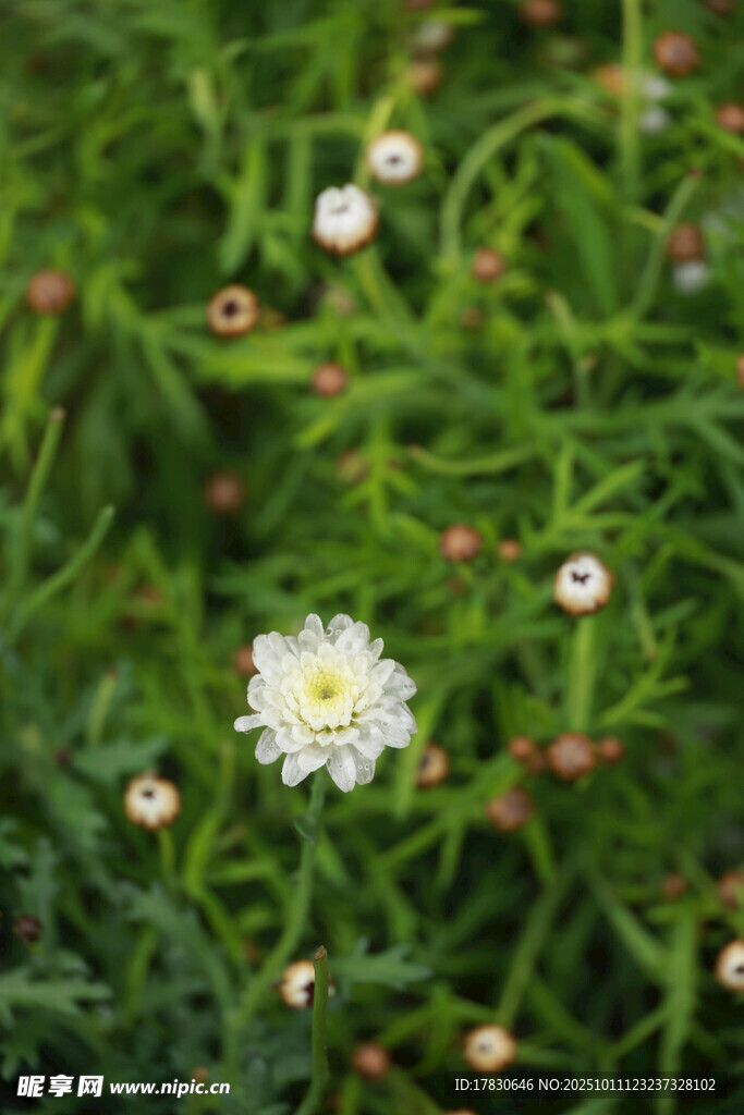 绿草间的白色小花