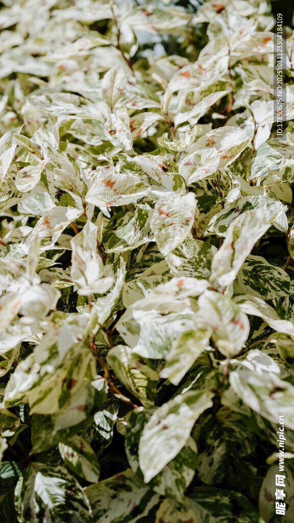银叶植物特写