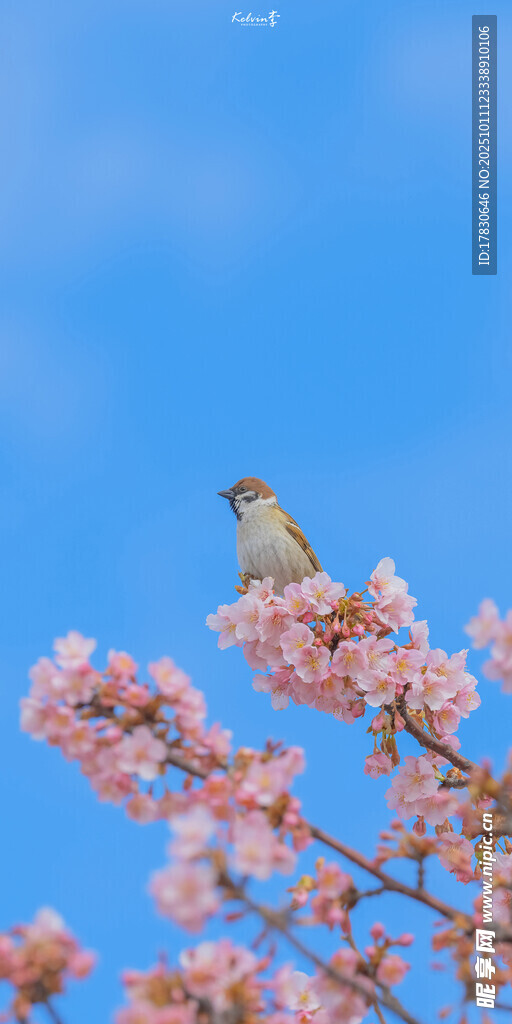 樱花枝上的小鸟