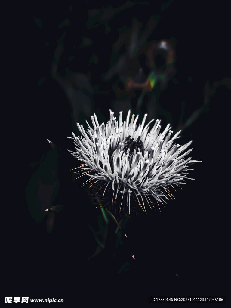 白色绒球花朵特写