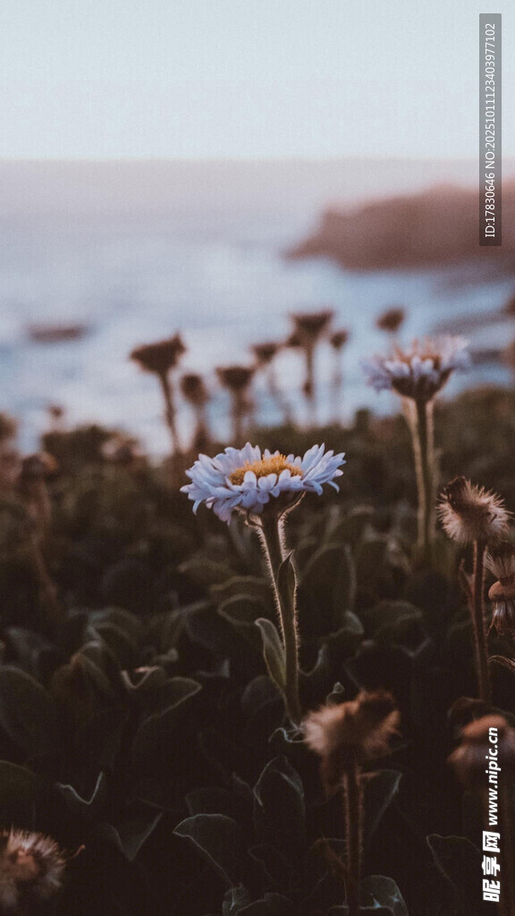 海边绽放的清新小雏菊