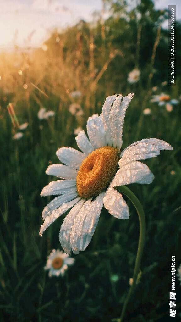 阳光下的雏菊