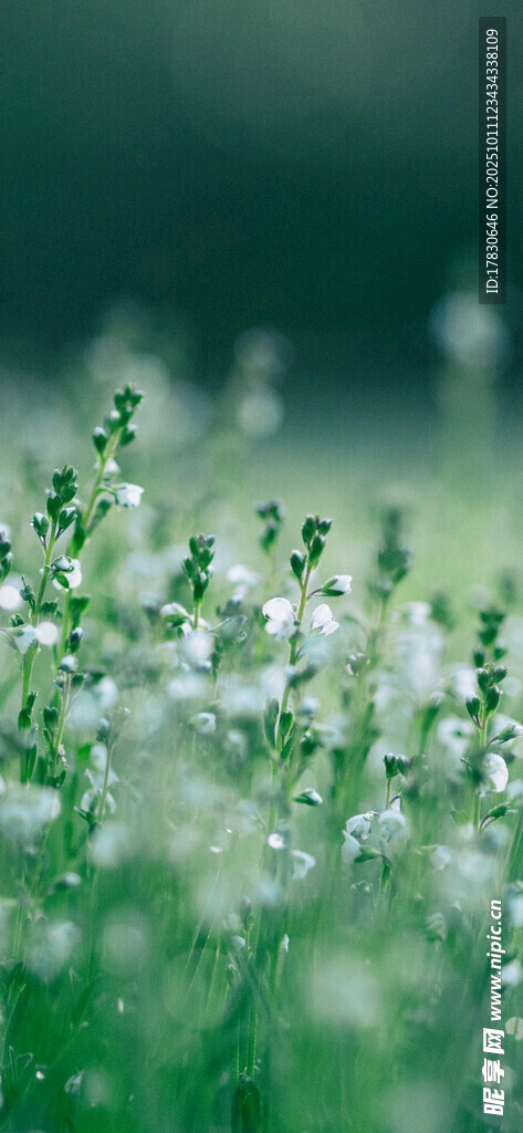 小白花