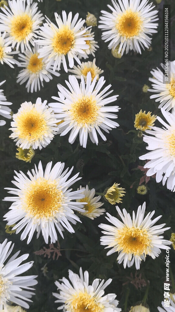 白色雏菊图案背景
