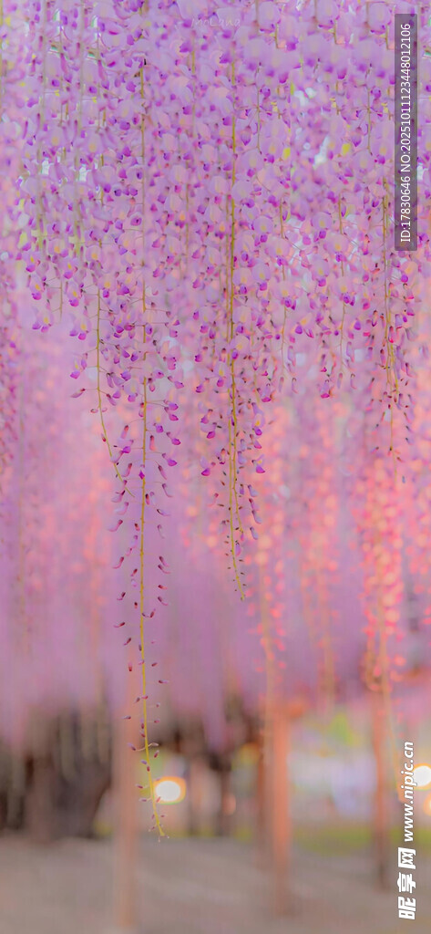 梦幻紫藤花隧道美景