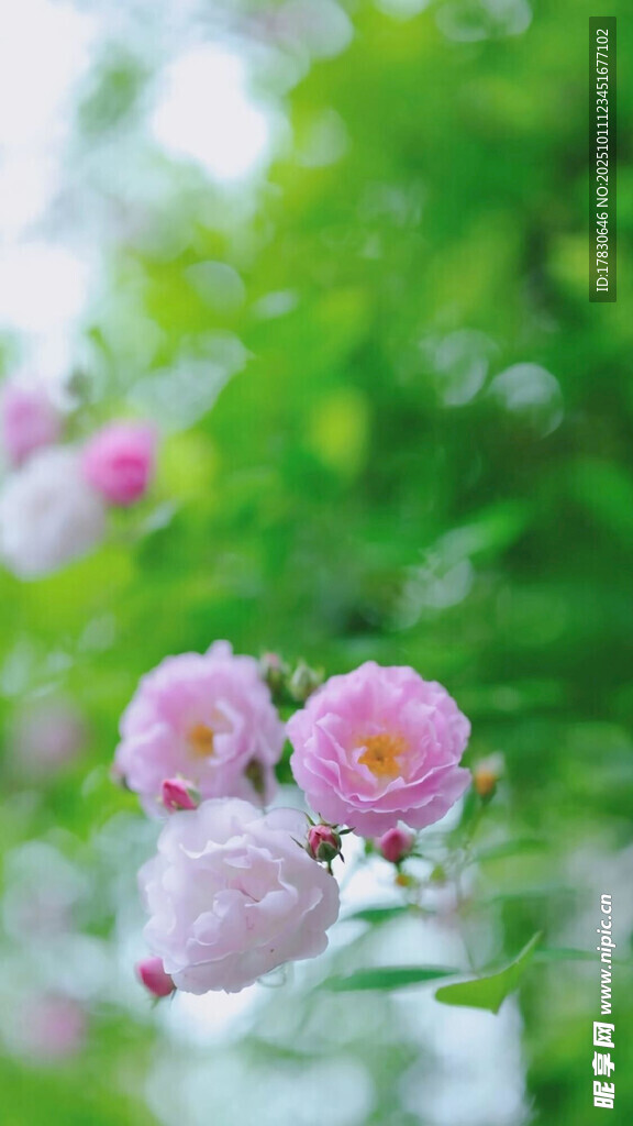 粉色蔷薇花绽放