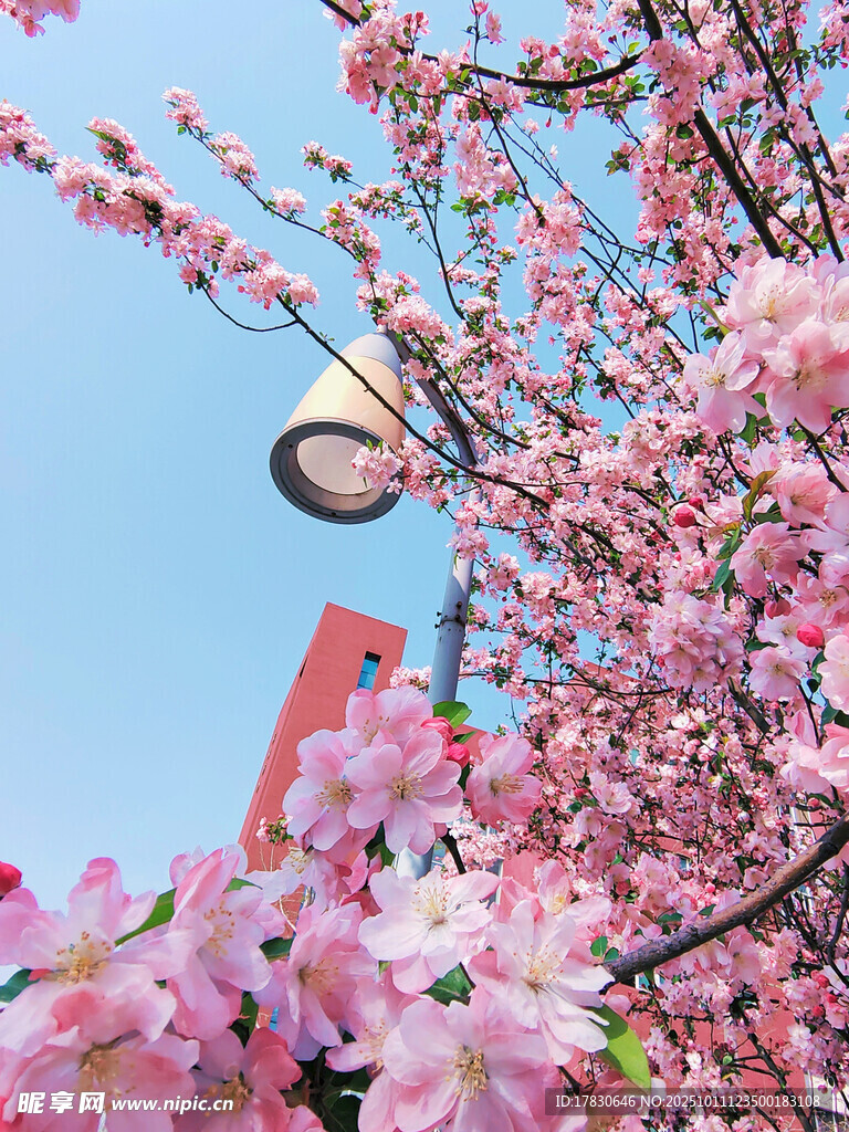 春日繁花下的路灯景致