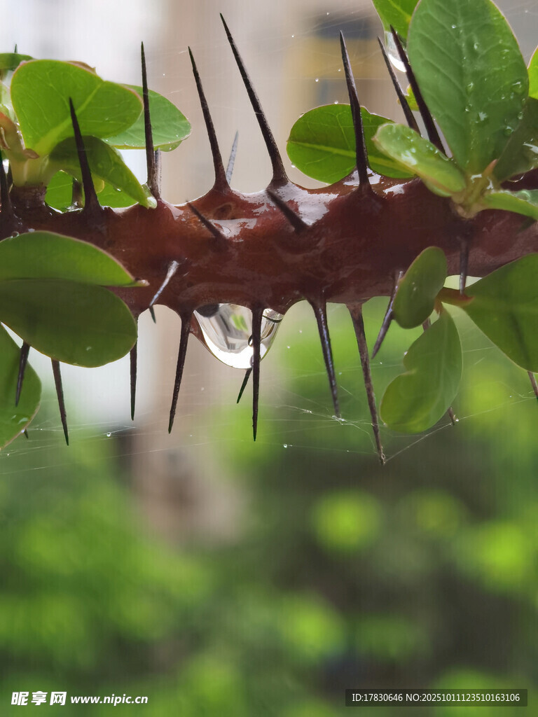 带刺植物特写