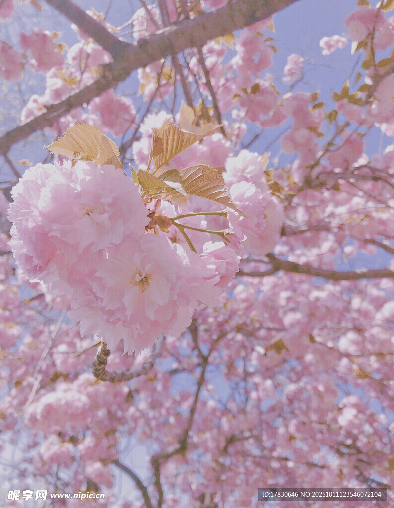 烂漫樱花枝头绽放