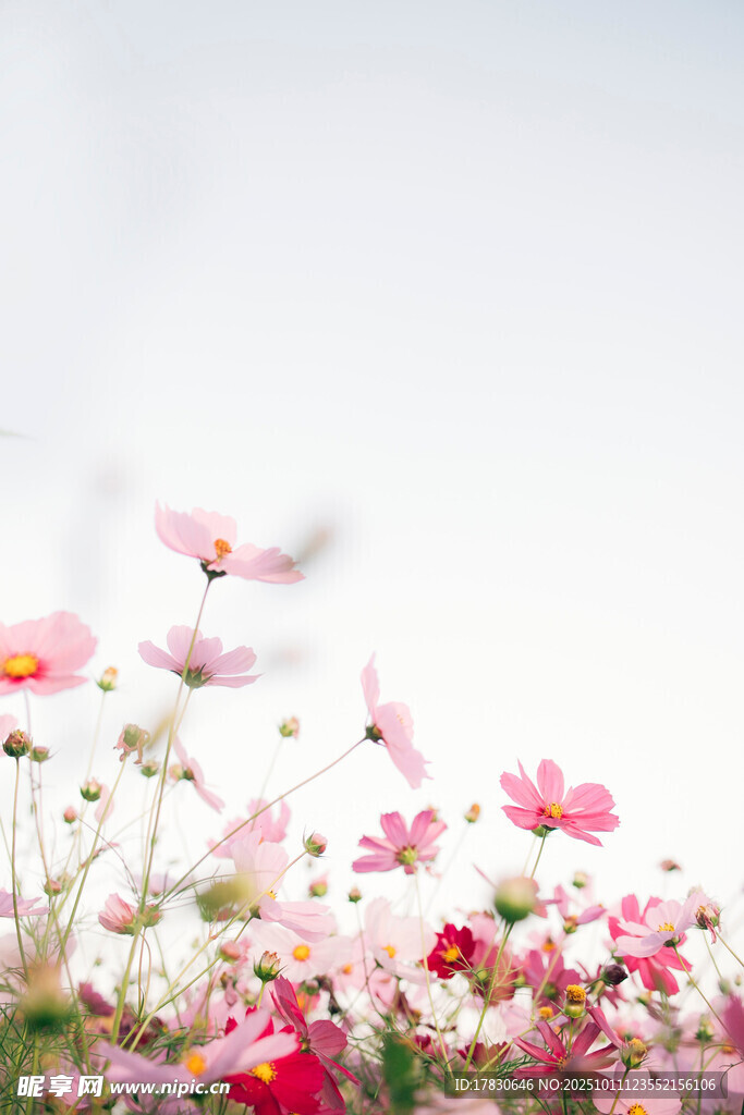 花朵绽放