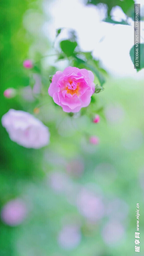 娇艳蔷薇花绽放于绿意间