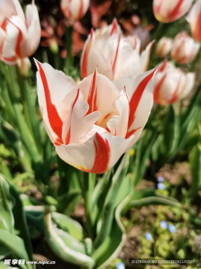 红白条纹郁金香绽放