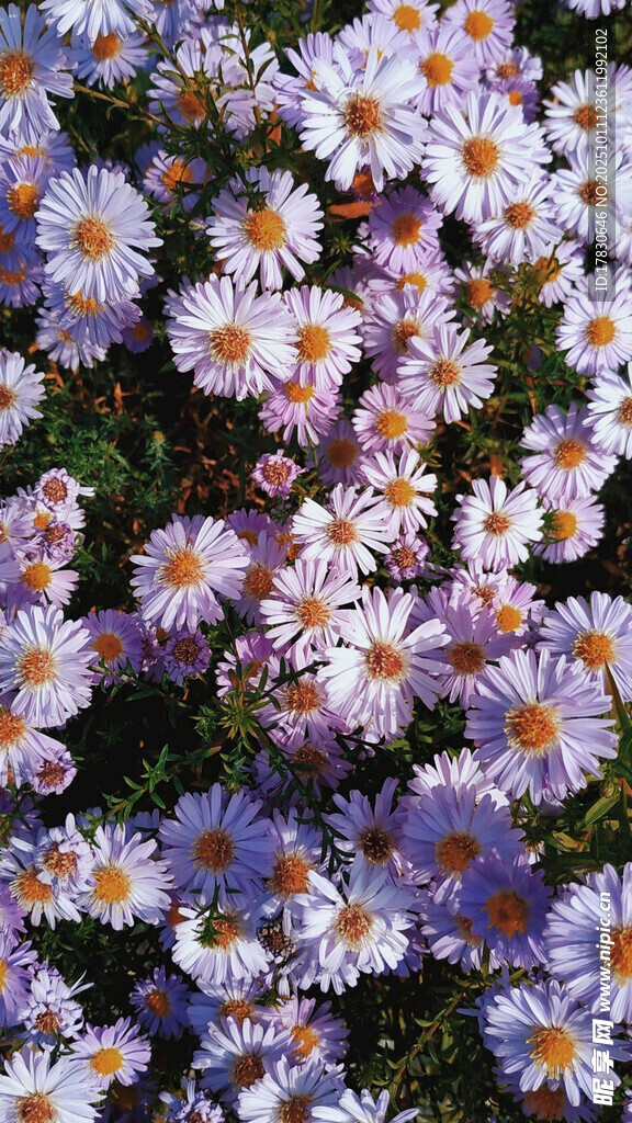 缤纷小雏菊绽放