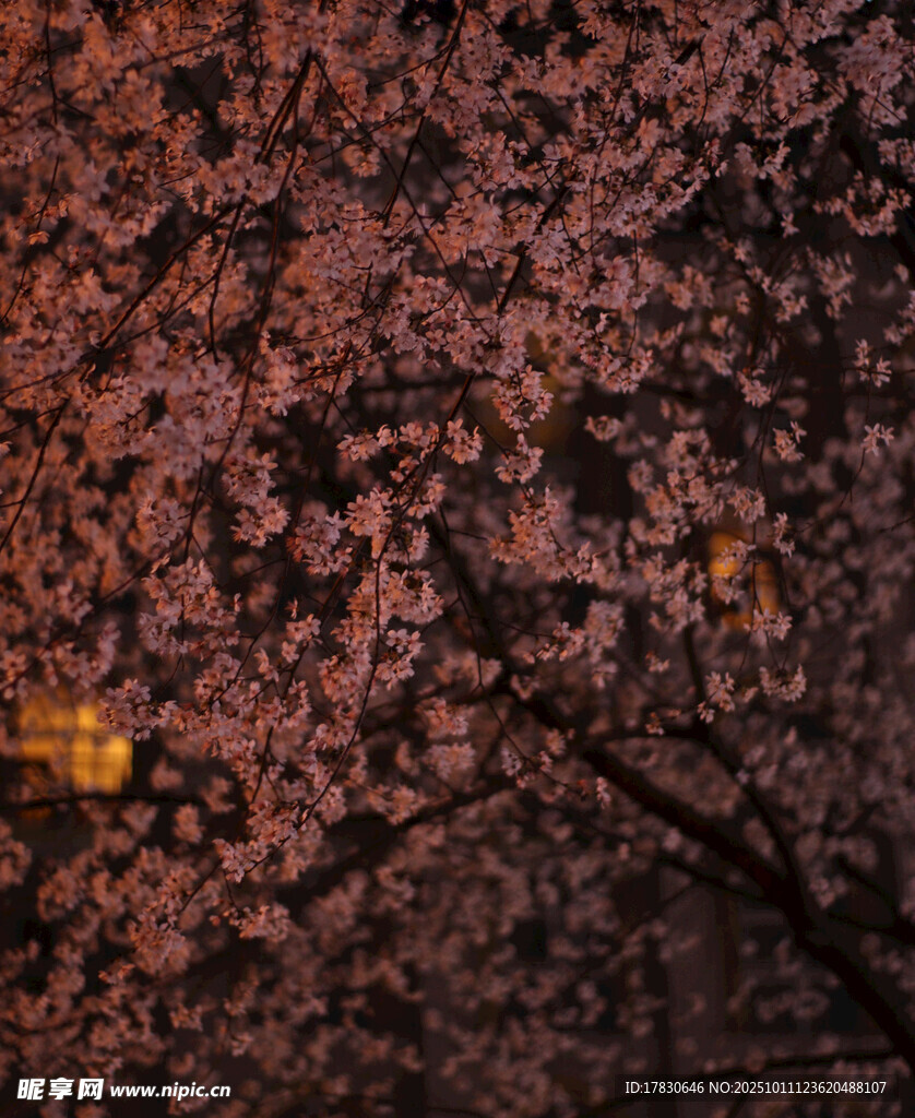 夜幕下绚烂的繁花景象