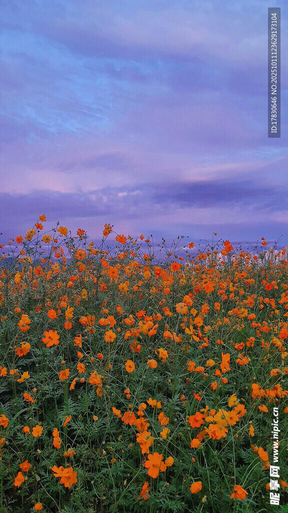 花海