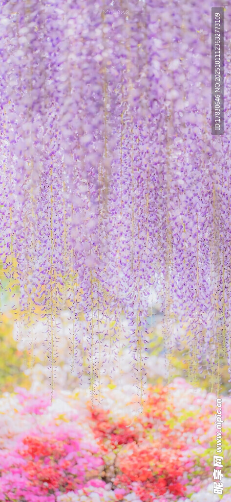 梦幻花卉景观