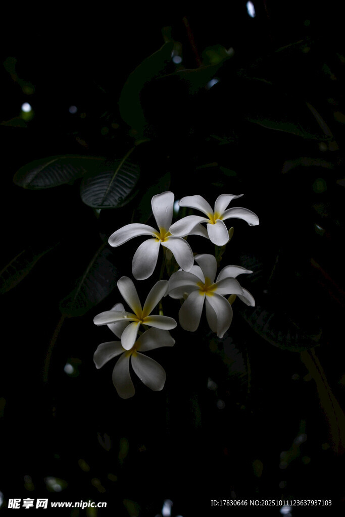 夜中绽放的白色鸡蛋花