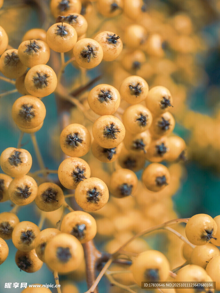 金黄饱满的植物果实