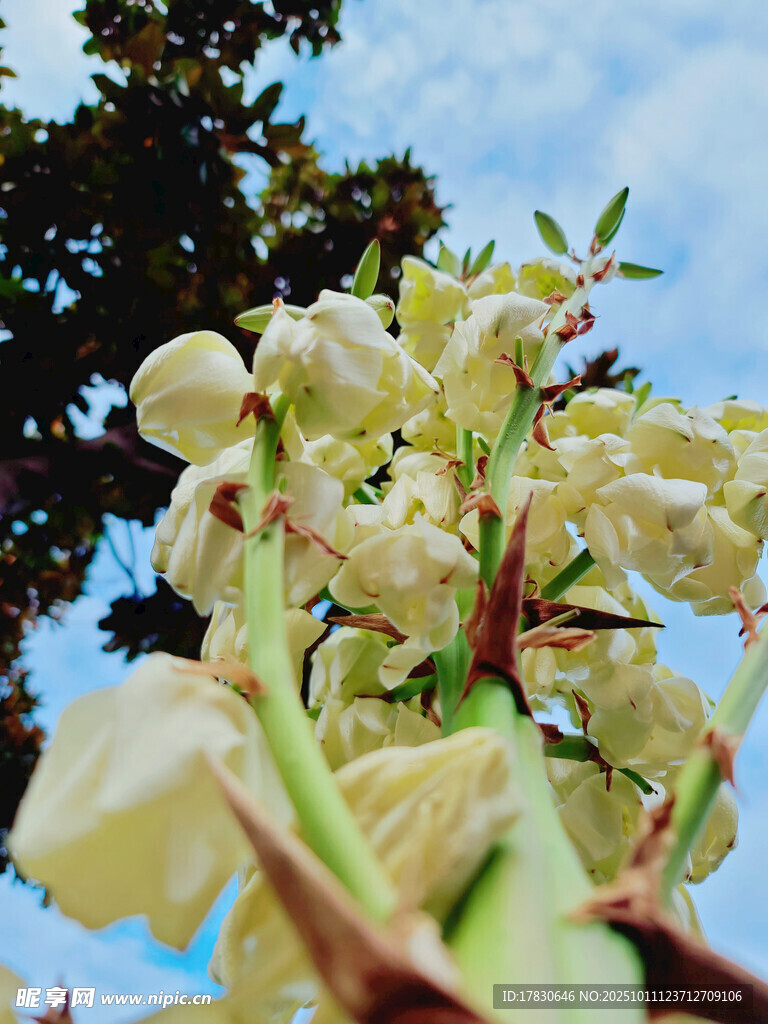 枝头绽放的淡黄花朵