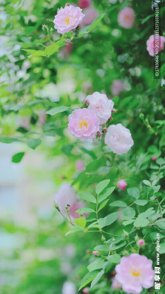 粉色蔷薇花绽放枝头