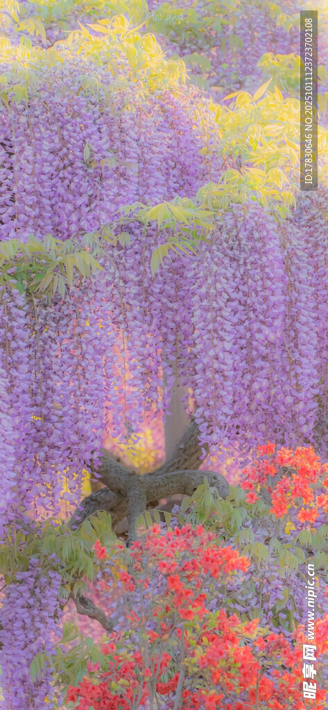 梦幻紫藤花海中的蝴蝶